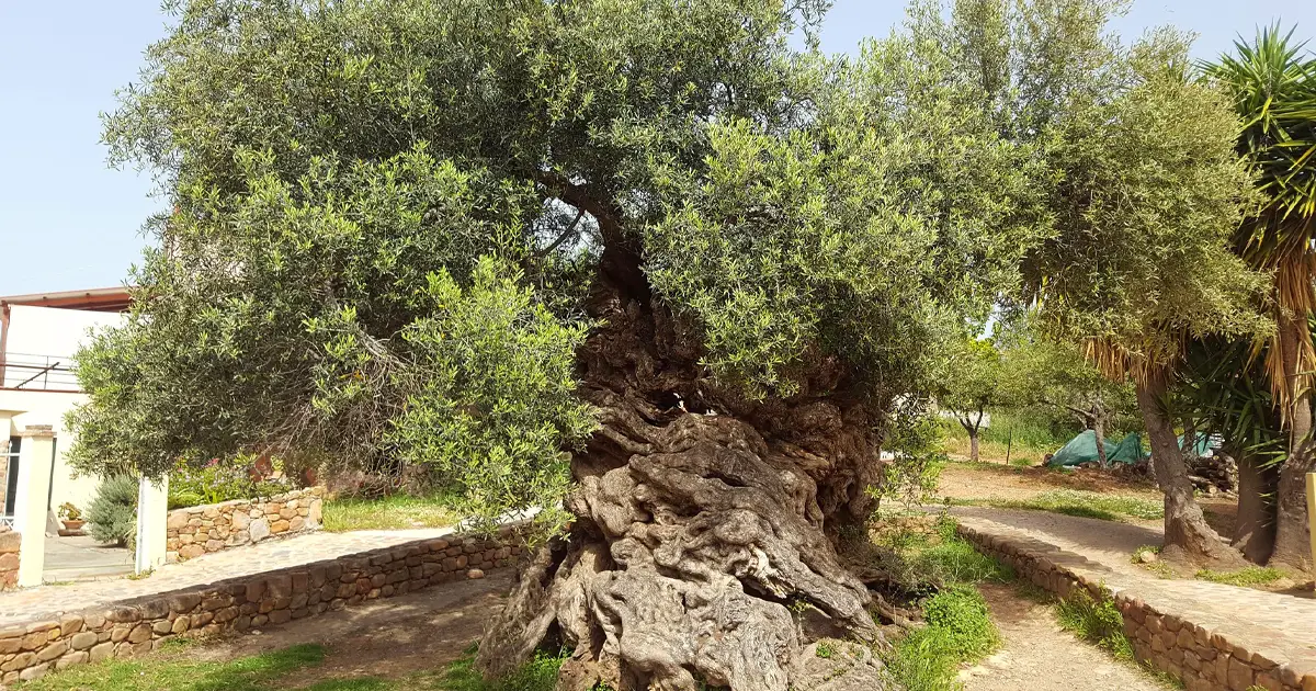 La historia del olivo de 3.000 años de antigüedad de la isla de Creta, que todavía hoy produce aceitunas -Revista Interesante