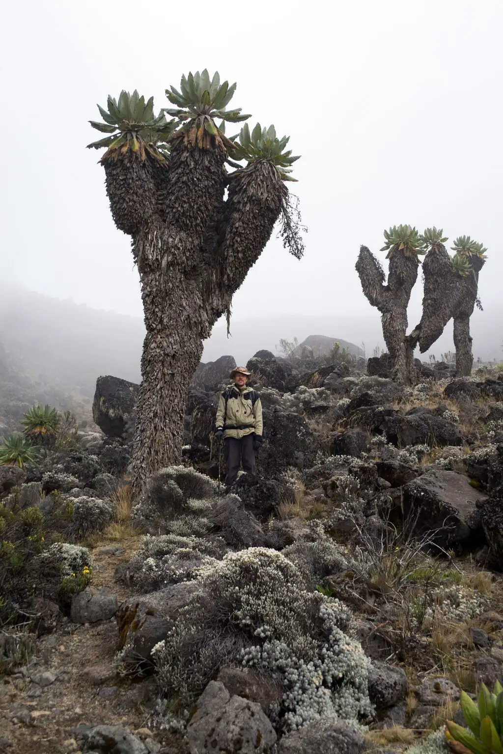 Dendrosenecio kilimanjari: Plantas prehistóricas que sólo crecen en el Monte Kilimanjaro en África