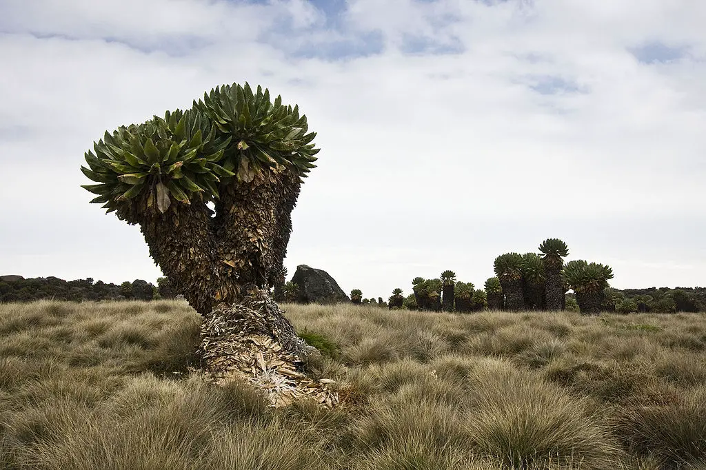 Dendrosenecio kilimanjari: Plantas prehistóricas que sólo crecen en el Monte Kilimanjaro en África
