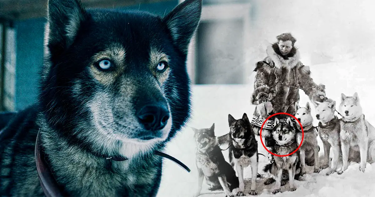 La verdadera historia de Togo, el intrépido perro que salvó a Alaska de una cruel epidemia -Revista Interesante