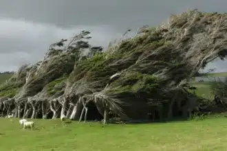 Slope Point: El lugar donde el viento es tan fuerte que los árboles crecen doblados.