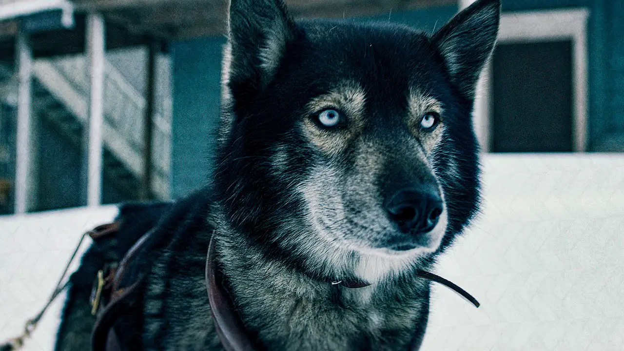 La verdadera historia de Togo, el intrépido perro que salvó a Alaska de una cruel epidemia