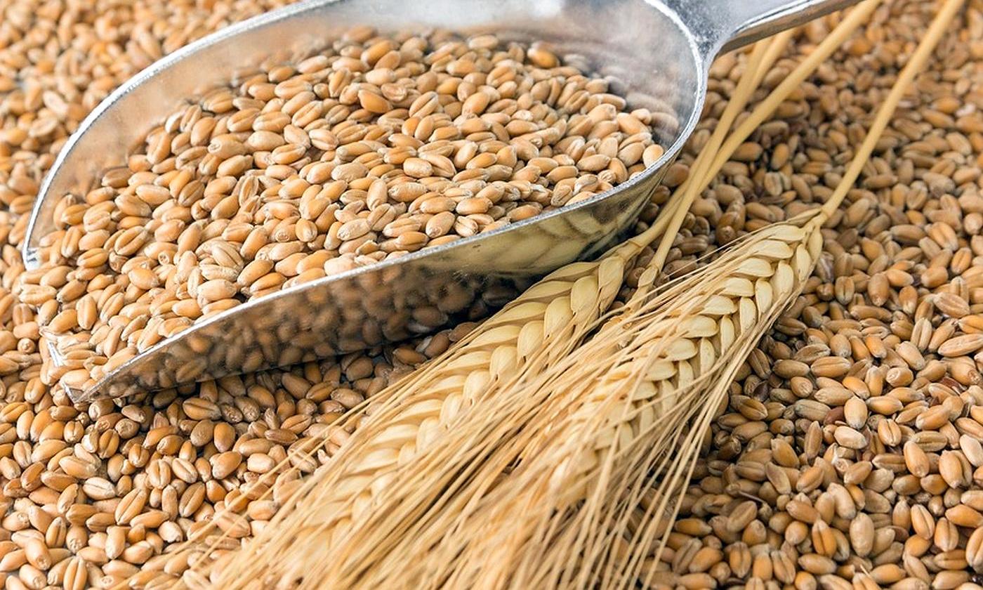 ¿Cuál es el verdadero origen del trigo?