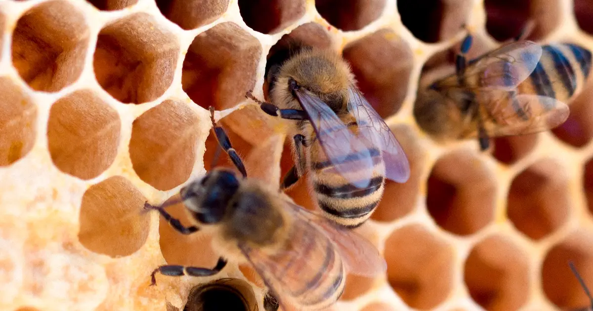 ¿Por qué los panales de abejas están hechos de células hexagonales? -Revista Interesante