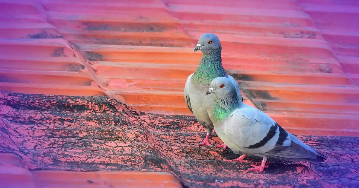 ¿Por qué las palomas asienten cuando caminan? -Revista Interesante