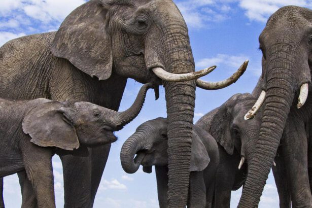 12 datos interesantes sobre los elefantes, los animales que nunca olvidan -Revista Interesante