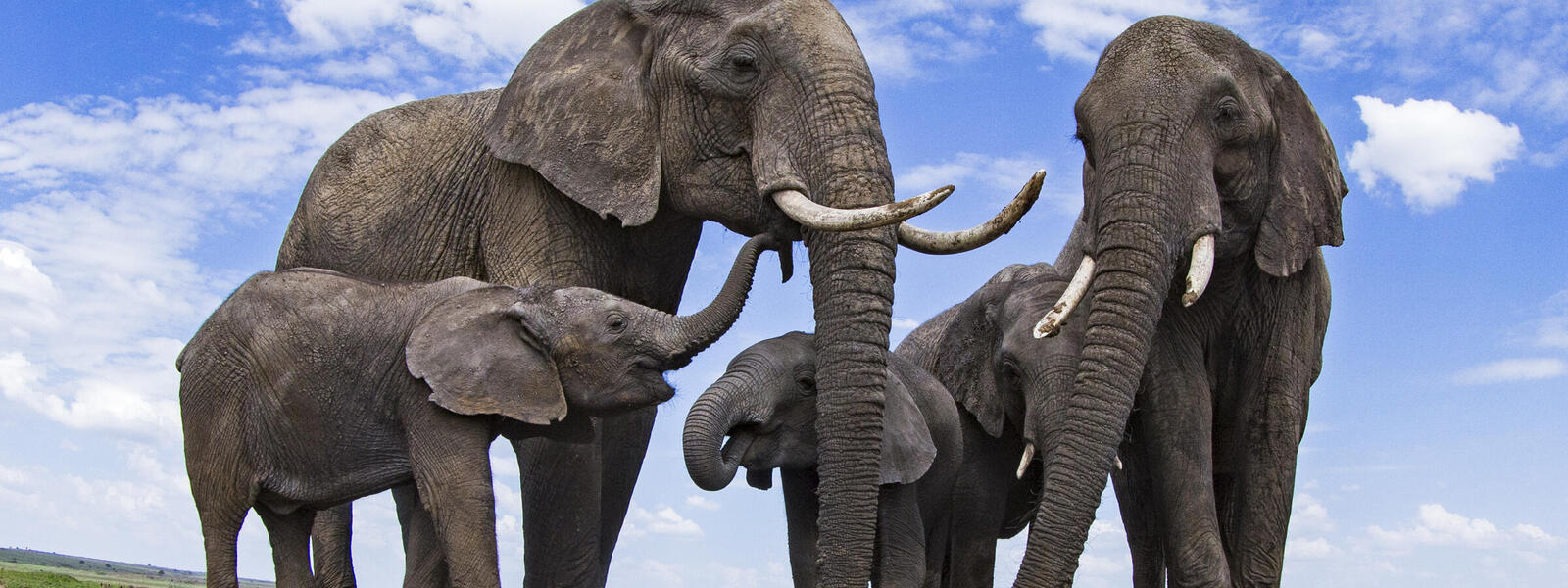 12 datos interesantes sobre los elefantes, los animales que nunca olvidan -Revista Interesante