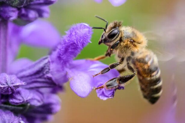 La cafeína ayuda a las abejas a recordar el olor de las mejores flores para la polinización -Revista Interesante