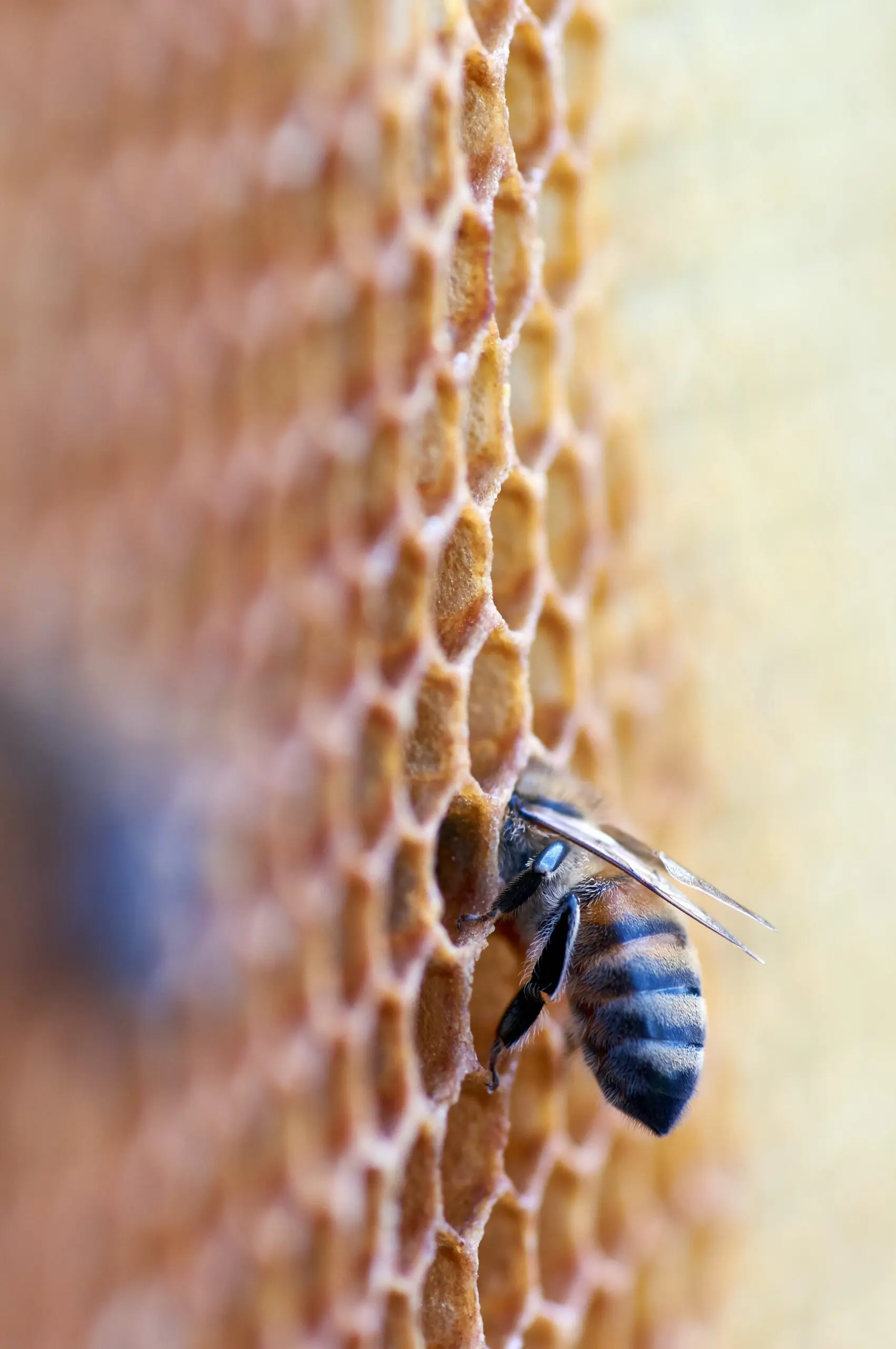 ¿Por qué los panales de abejas están hechos de células hexagonales?