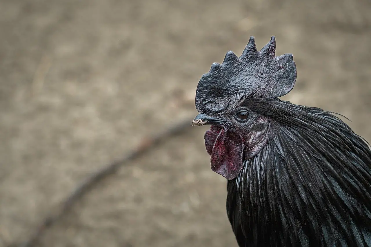 Huesos, tejidos y órganos negros: el curioso caso de las gallinas Ayam Cemani
