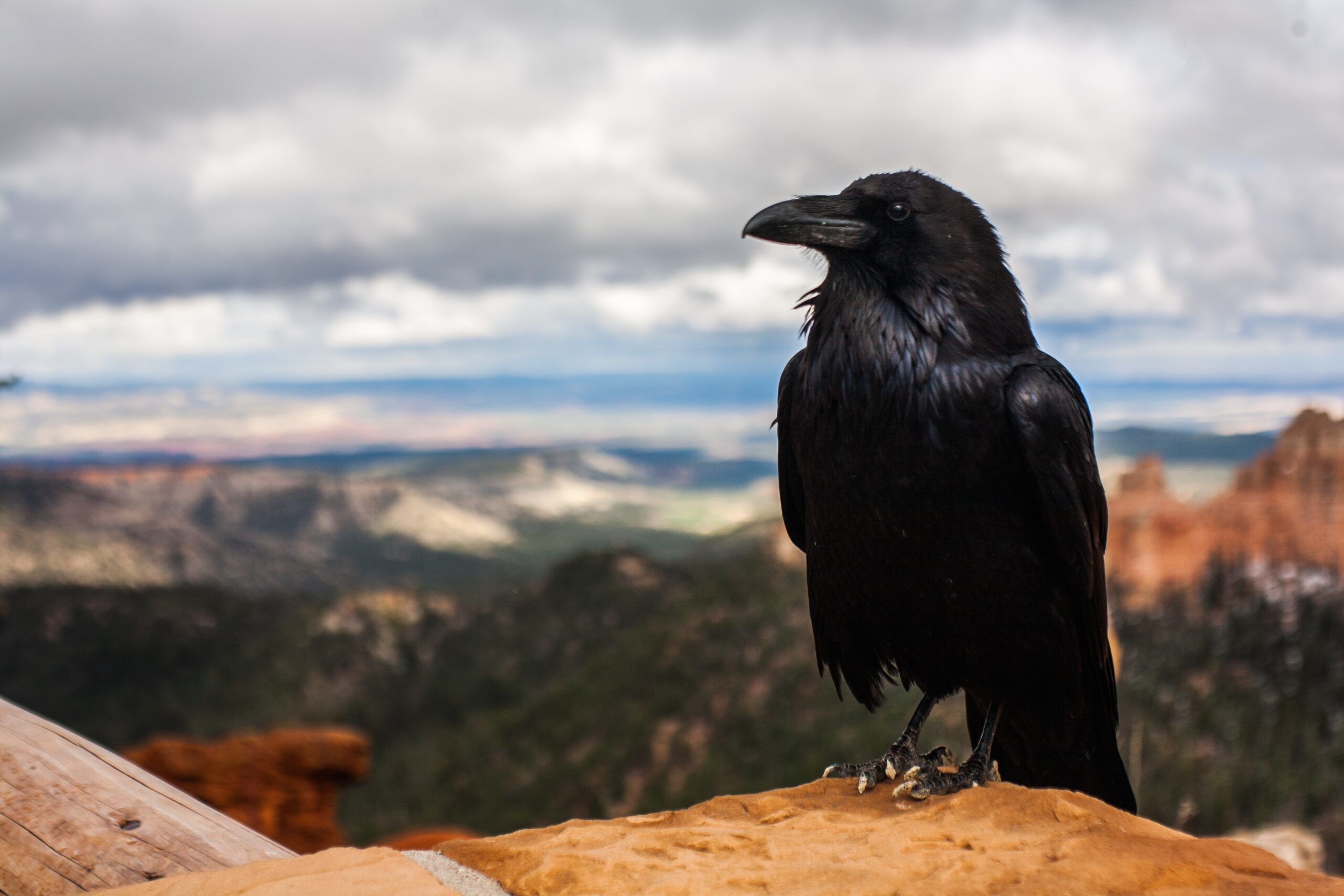 15 curiosidades sobre los cuervos, las aves más inteligentes del planeta
