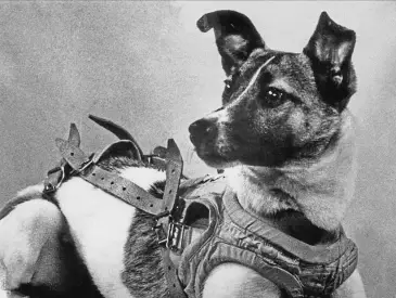 La cachorrita Laika, la apasionante historia del primer animal enviado al espacio exterior