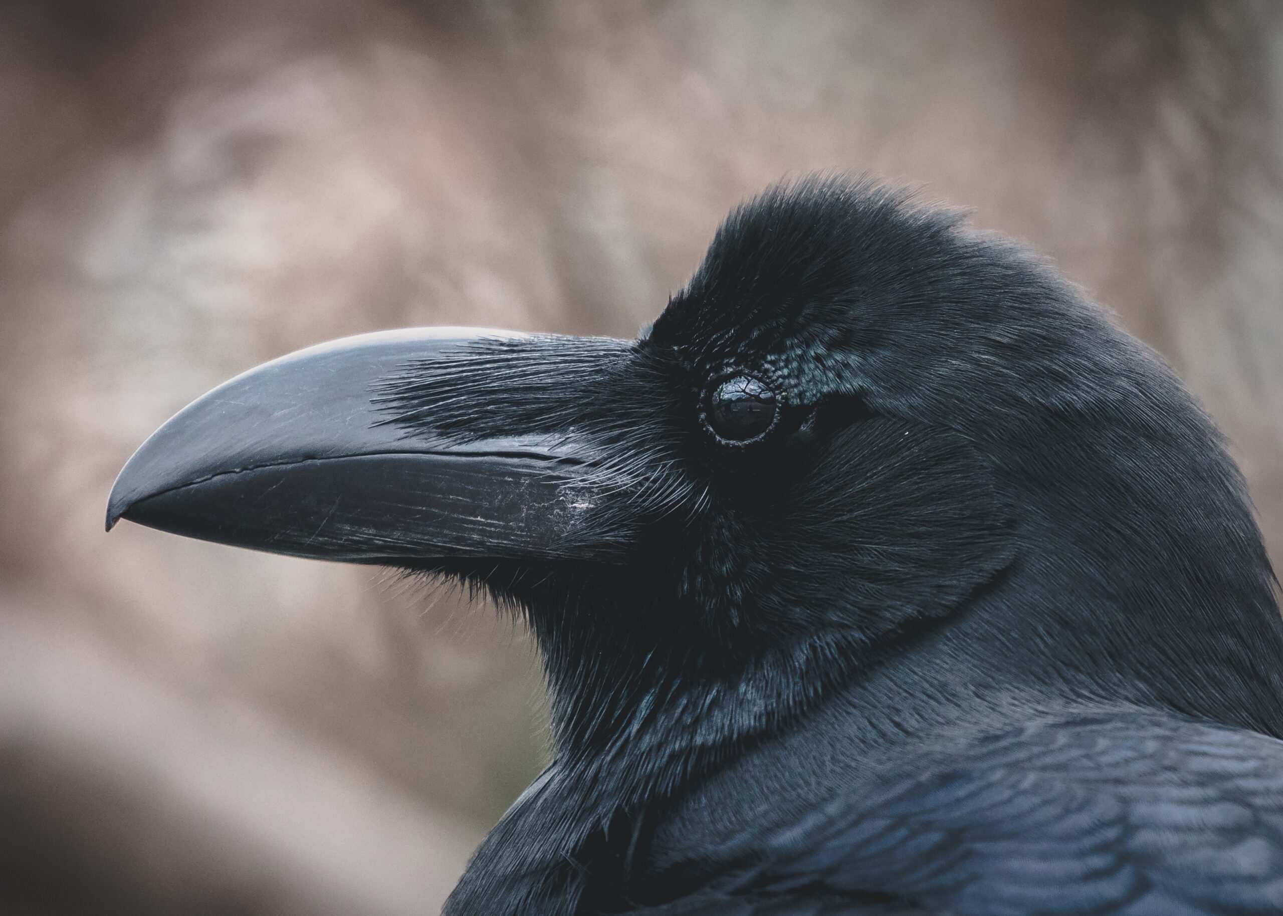 15 curiosidades sobre los cuervos, las aves más inteligentes del planeta