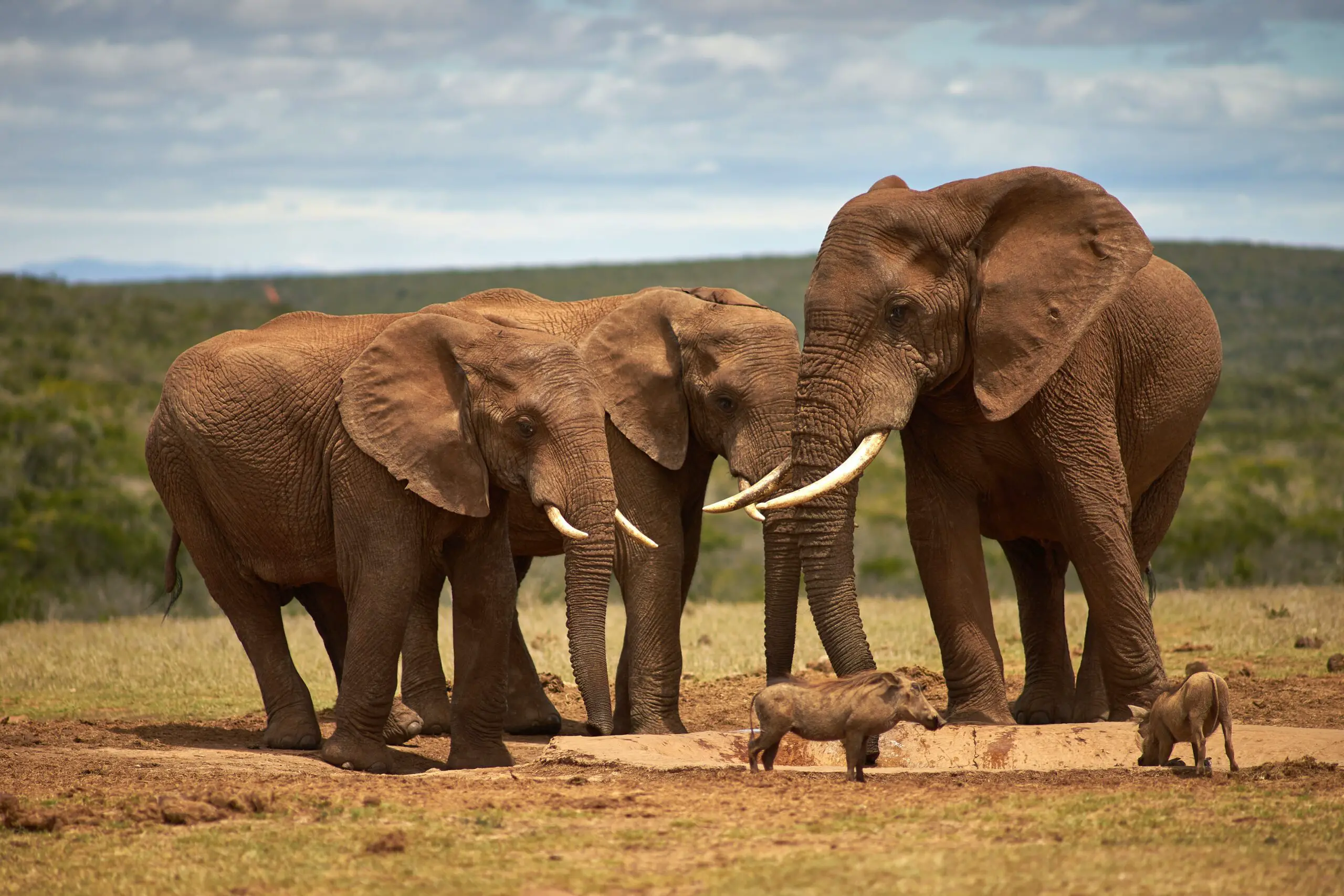 12 datos interesantes sobre los elefantes, los animales que nunca olvidan