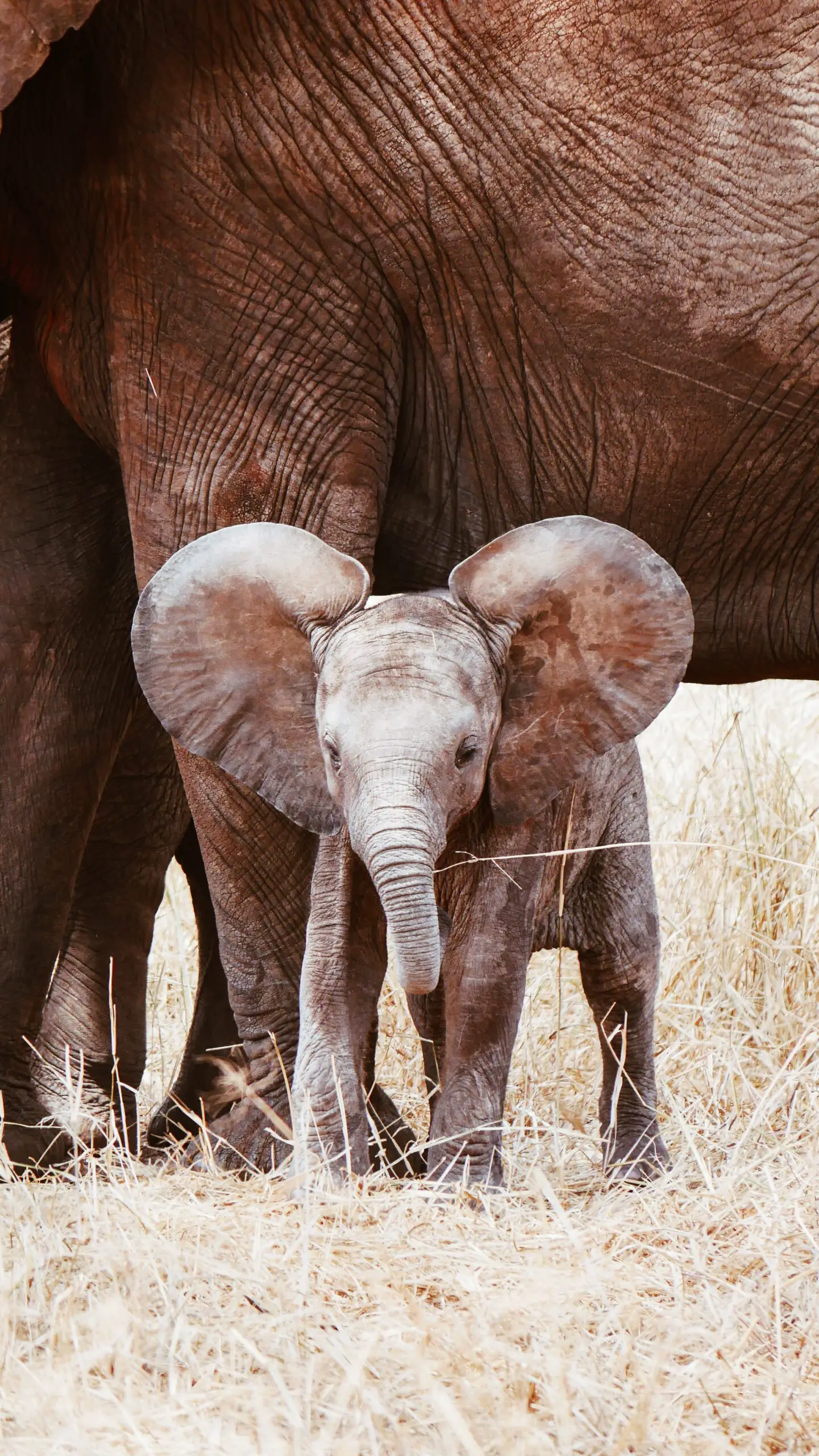 12 datos interesantes sobre los elefantes, los animales que nunca olvidan