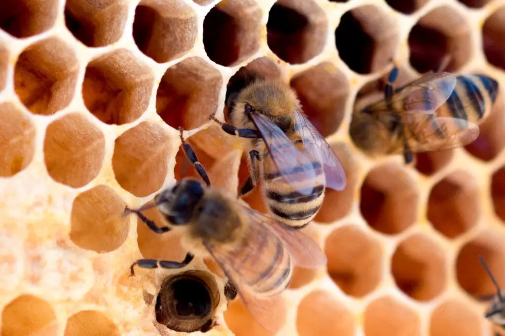 ¿Por qué la miel no caduca e incluso puede durar miles de años?