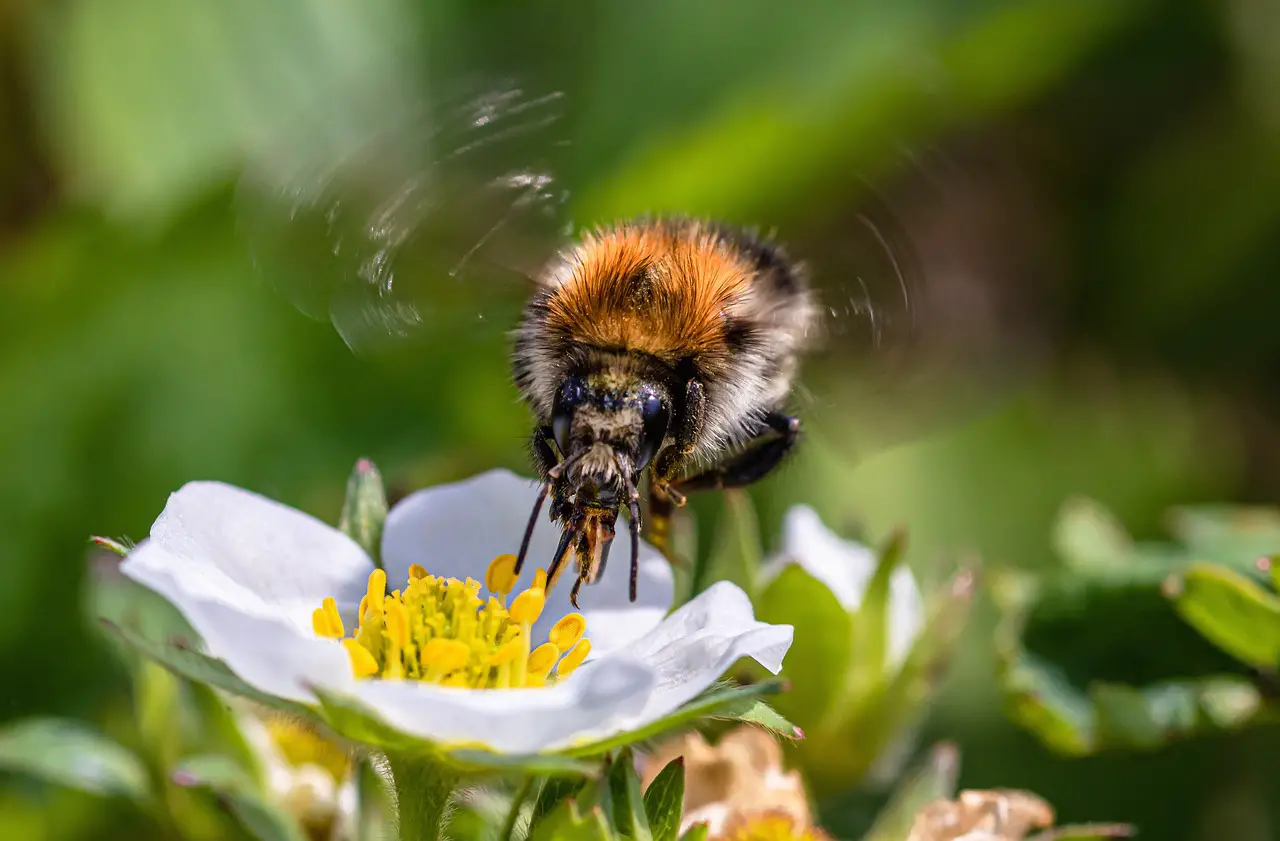 La cafeína ayuda a las abejas a recordar el olor de las mejores flores para la polinización