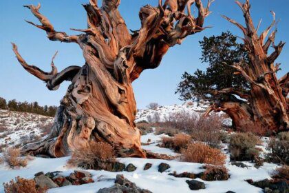 Cómo son 10 de los árboles más antiguos del mundo -Revista Interesante