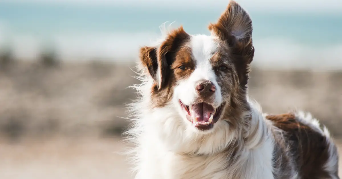Tu perro puede saber por tu voz si estás feliz o triste -Revista Interesante