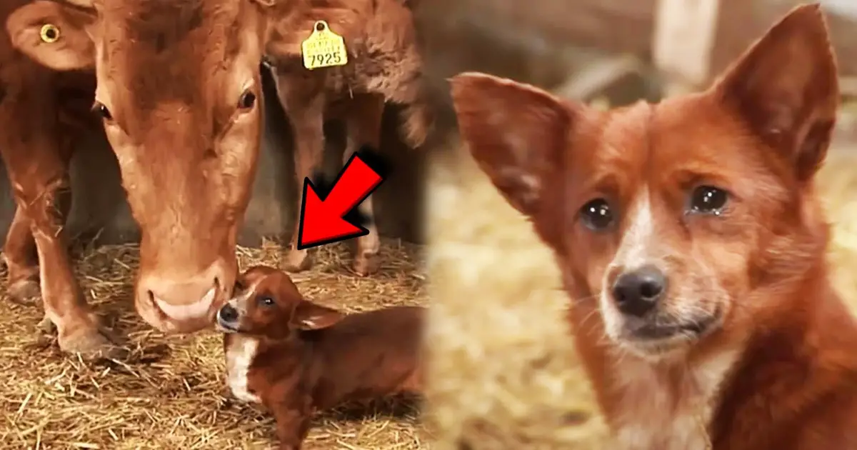 La conmovedora historia de un cachorro devastado tras ser separado de la vaca que lo crió -Revista Interesante