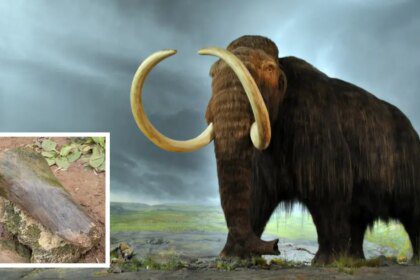 Una niña descubre huesos de mamut de 100.000 años de antigüedad en un río mientras pescaba con su padre