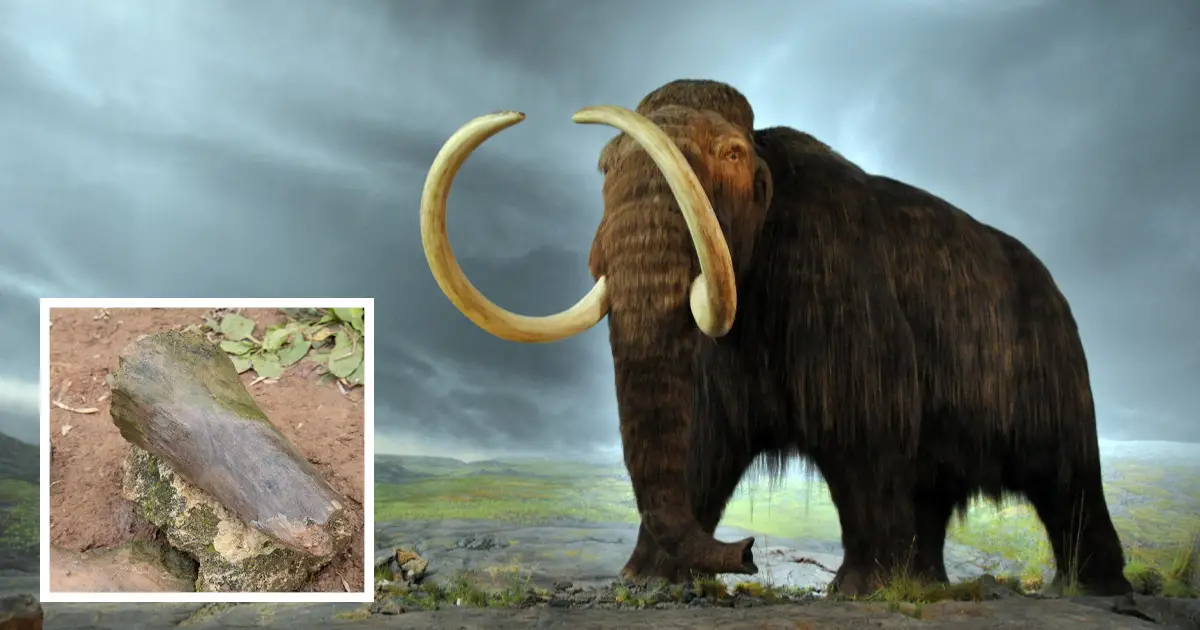 Una niña descubre huesos de mamut de 100.000 años de antigüedad en un río mientras pescaba con su padre