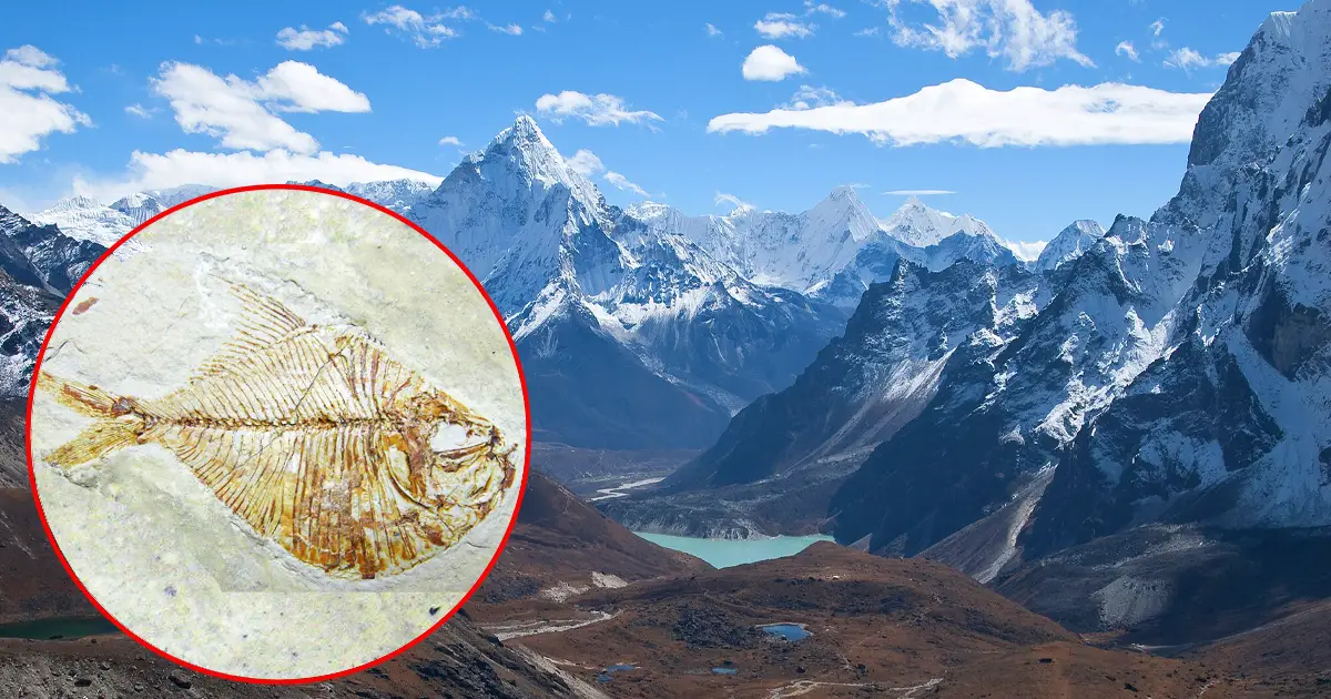 Impresionante descubrimiento: peces fosilizados encontrados en el Himalaya a gran altura