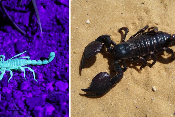 10 datos interesantes sobre los escorpiones, animales invertebrados que pueden sobrevivir incluso sin comida -Revista Interesante