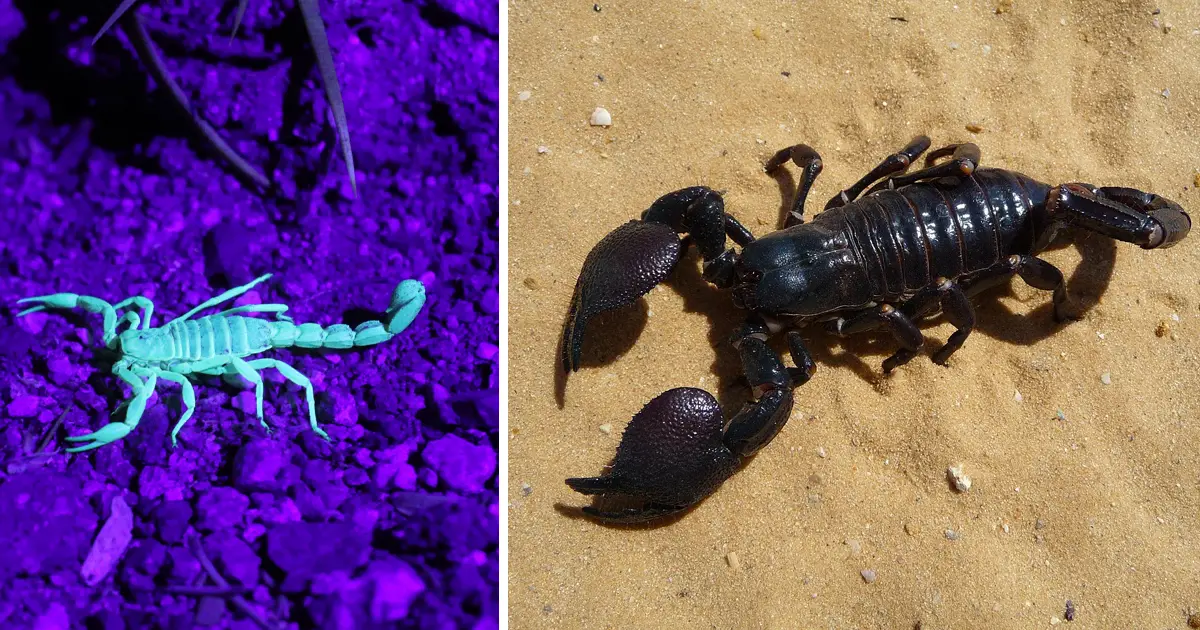 10 datos interesantes sobre los escorpiones, animales invertebrados que pueden sobrevivir incluso sin comida -Revista Interesante
