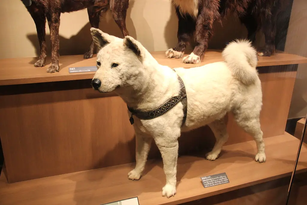 Hachiko, el perro fiel que esperó a su amo muerto durante 9 años, día tras día