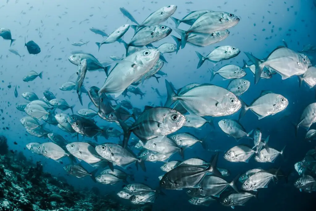 Probablemente lo hayas pensado: ¿por qué el agua del mar es salada, pero los peces que contiene no lo son?