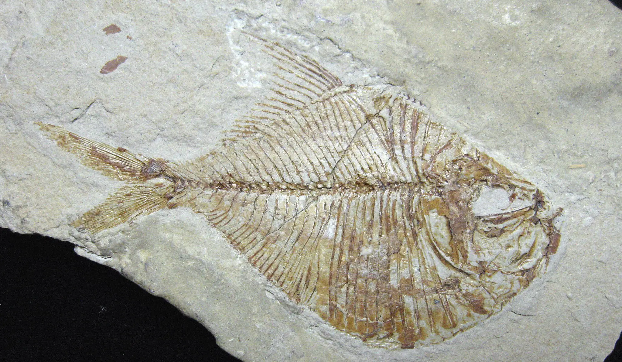 Impresionante descubrimiento: peces fosilizados encontrados en el Himalaya a gran altura