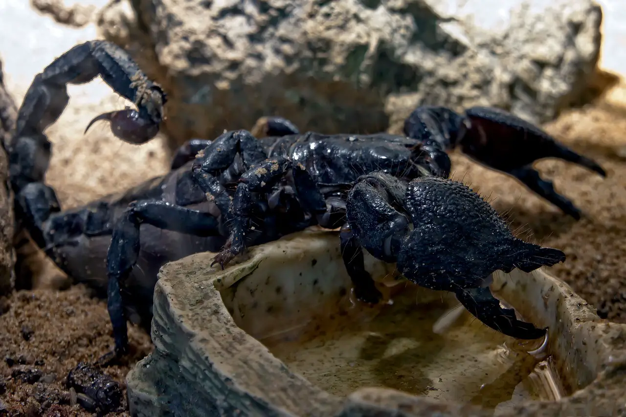 10 datos interesantes sobre los escorpiones, animales invertebrados que pueden sobrevivir incluso sin comida