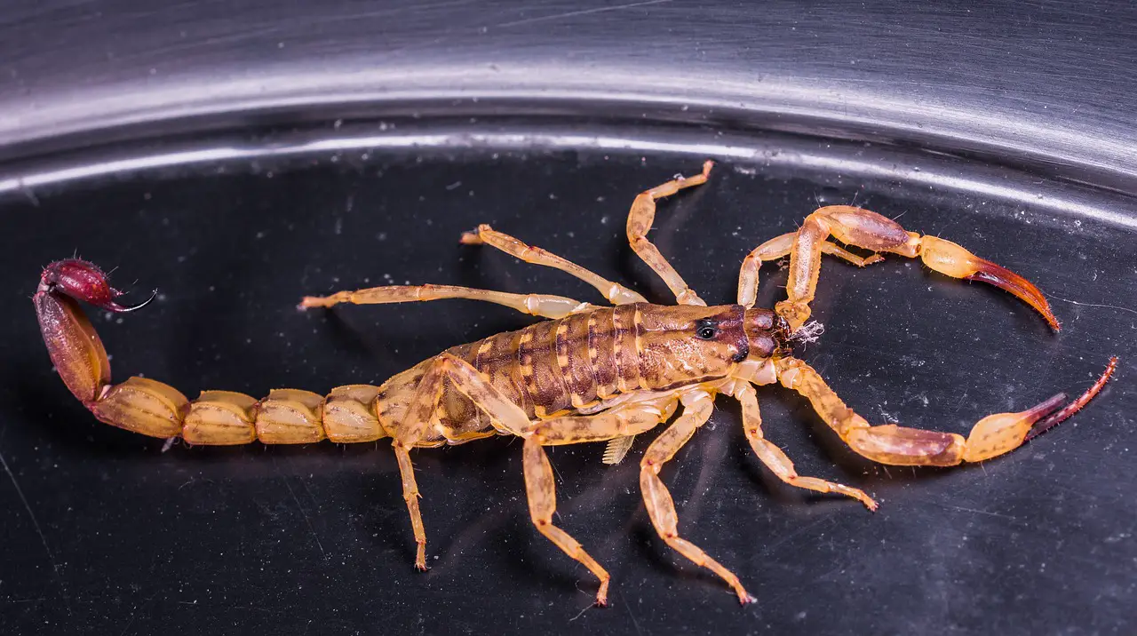 10 datos interesantes sobre los escorpiones, animales invertebrados que pueden sobrevivir incluso sin comida