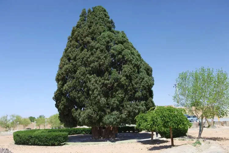 Cómo son 10 de los árboles más antiguos del mundo