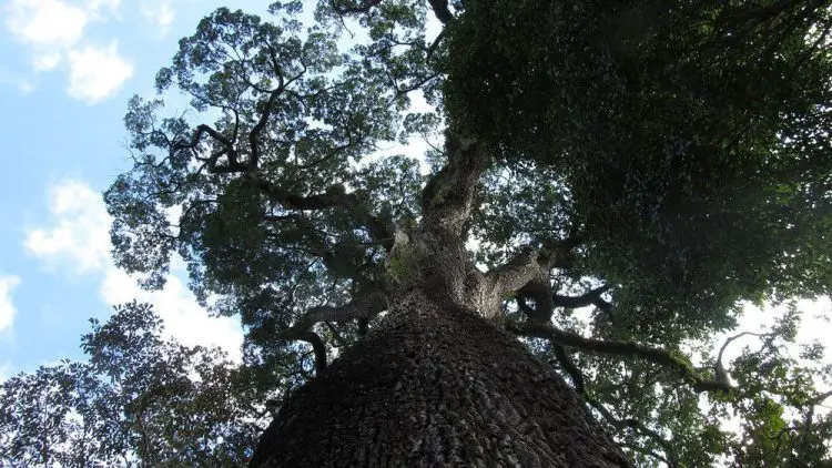 Cómo son 10 de los árboles más antiguos del mundo