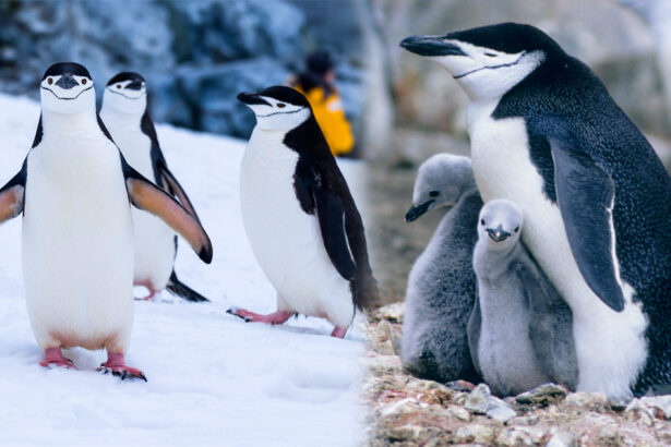 Los pingüinos de barbijo se duermen más de 10.000 veces al día y su microsueño dura unos 4 segundos. -Revista Interesante