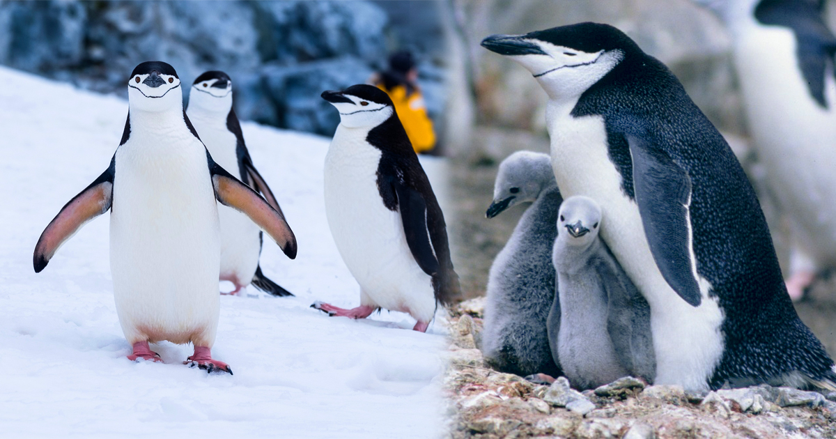Los pingüinos de barbijo se duermen más de 10.000 veces al día y su microsueño dura unos 4 segundos. -Revista Interesante