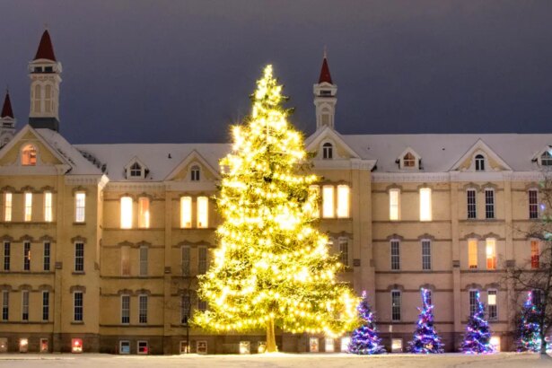 La tradición pagana que dio origen al árbol de Navidad decorado -Revista Interesante