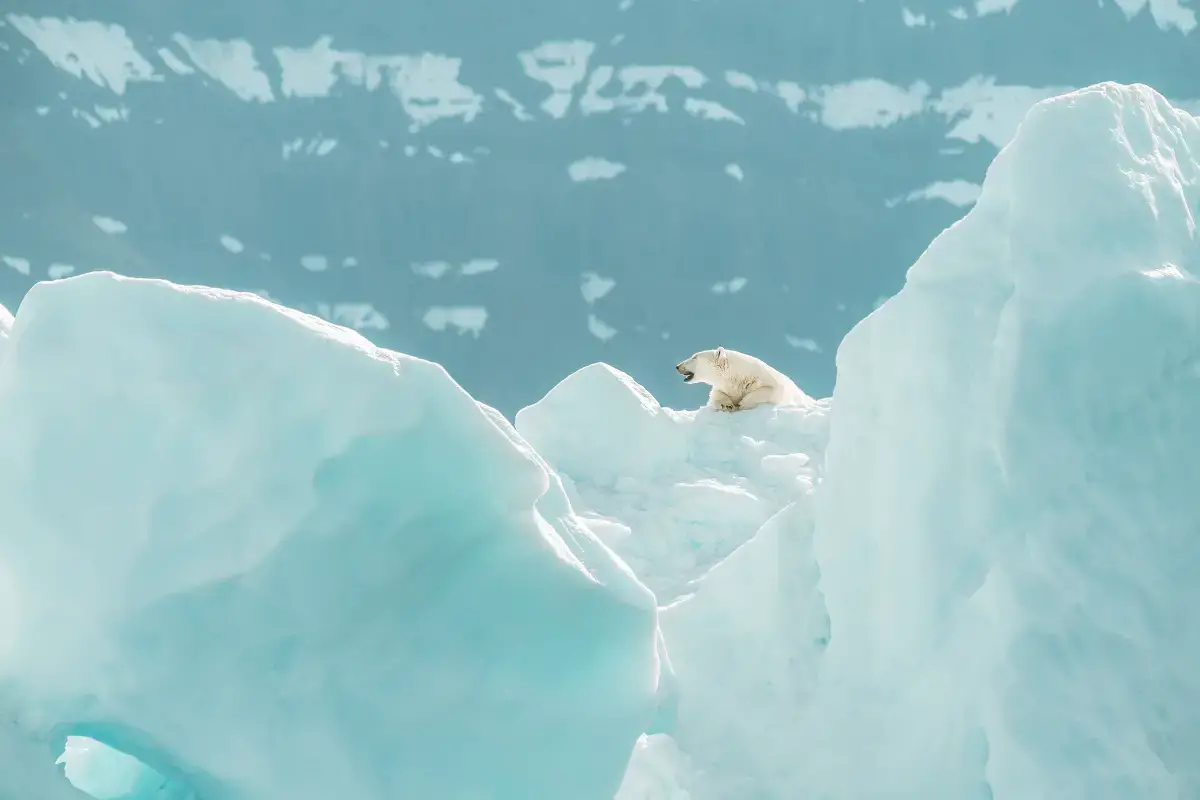 ¿Por qué no hay osos polares en la Antártida?