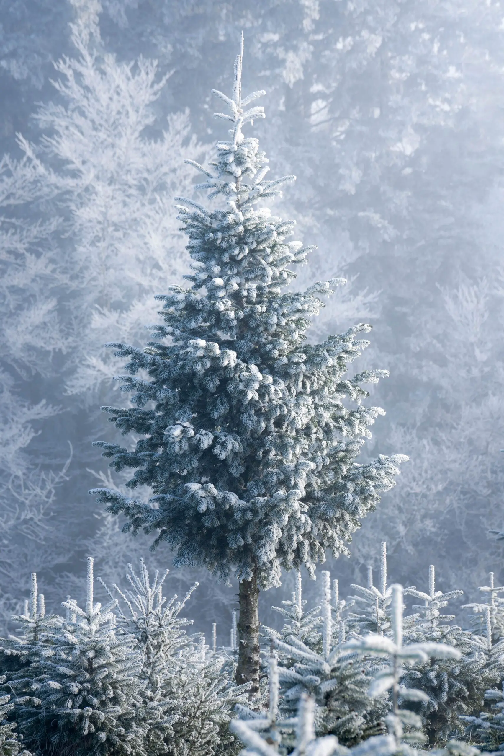 La tradición pagana que dio origen al árbol de Navidad decorado
