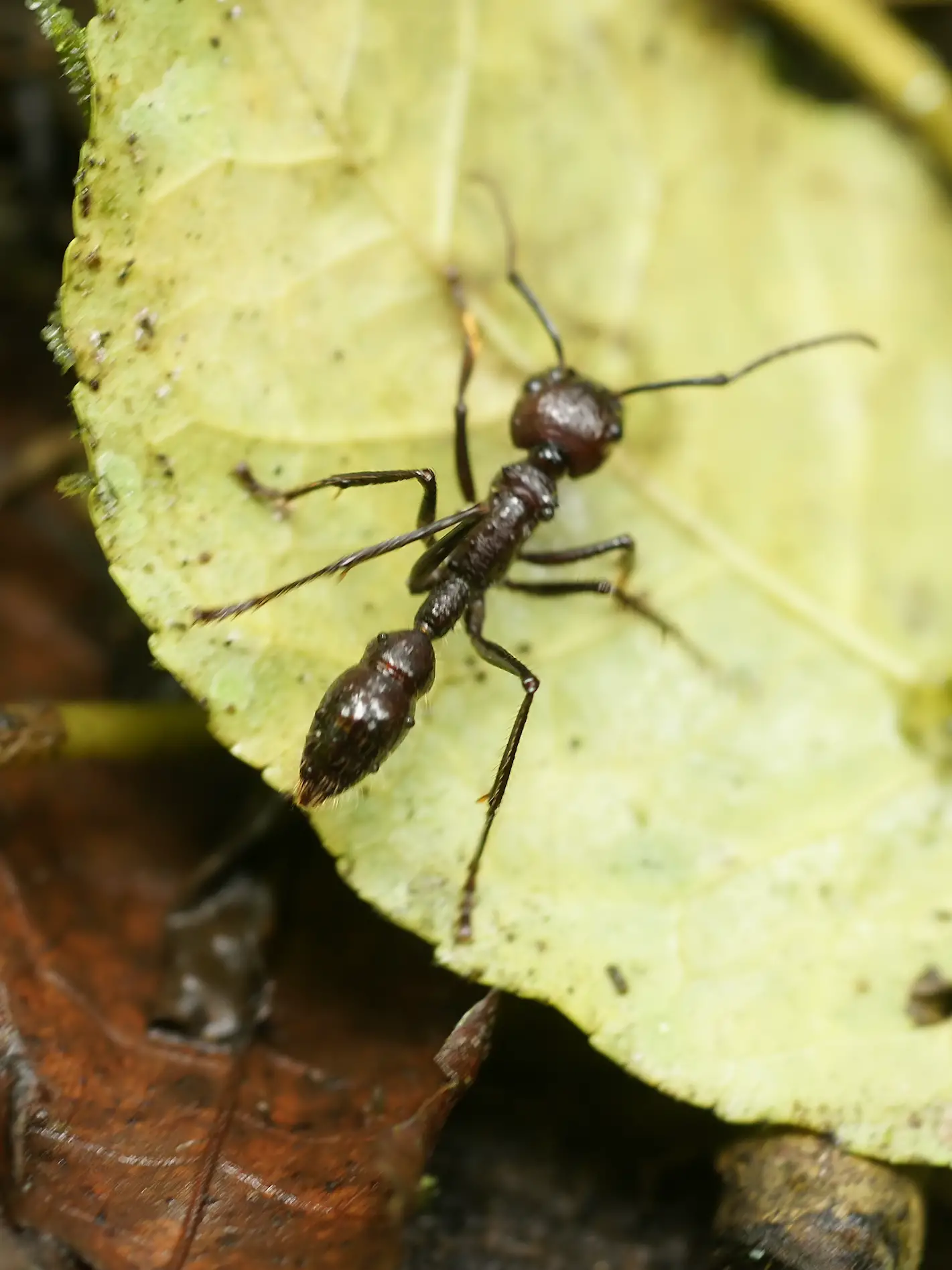 Hormiga bala: El insecto que tiene la picadura más fuerte del mundo -Revista Interesante