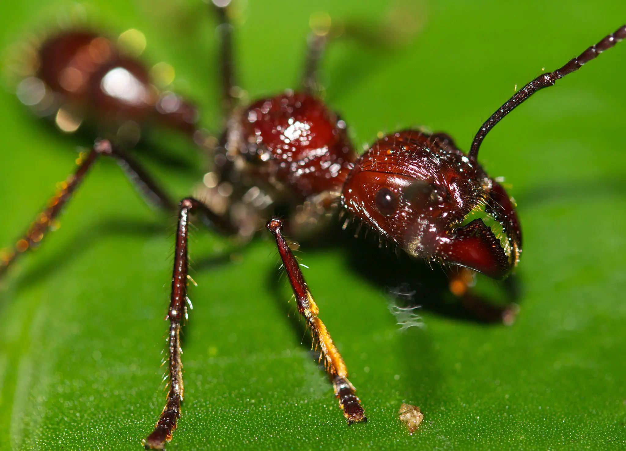 Hormiga bala: El insecto que tiene la picadura más fuerte del mundo -Revista Interesante