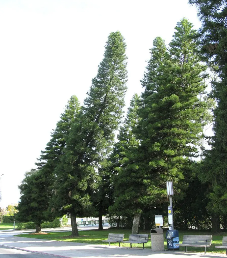 Extraños pinos de Cook: árboles que siempre se inclinan hacia el ecuador -Revista Interesante