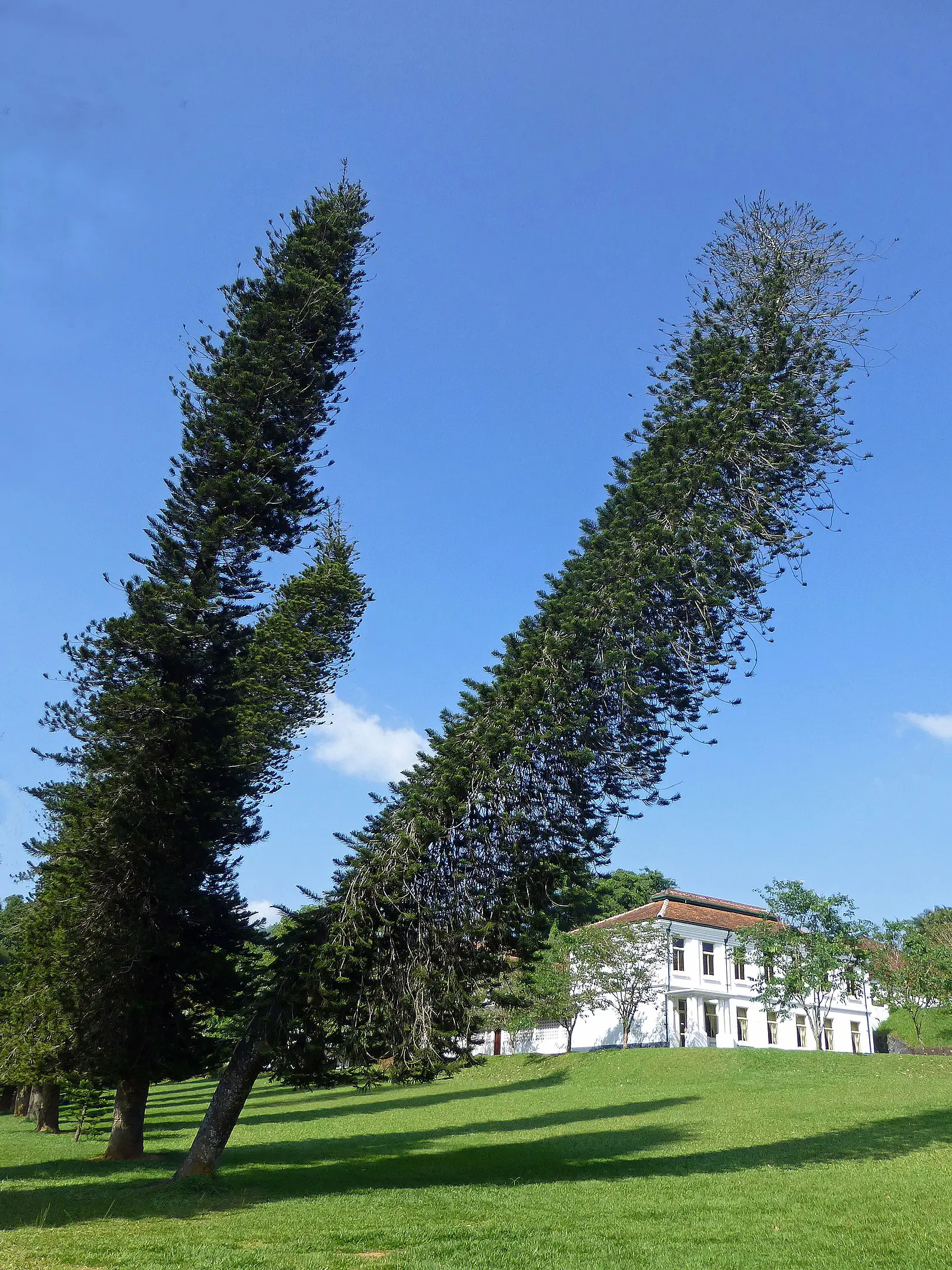 Extraños pinos de Cook: árboles que siempre se inclinan hacia el ecuador -Revista Interesante