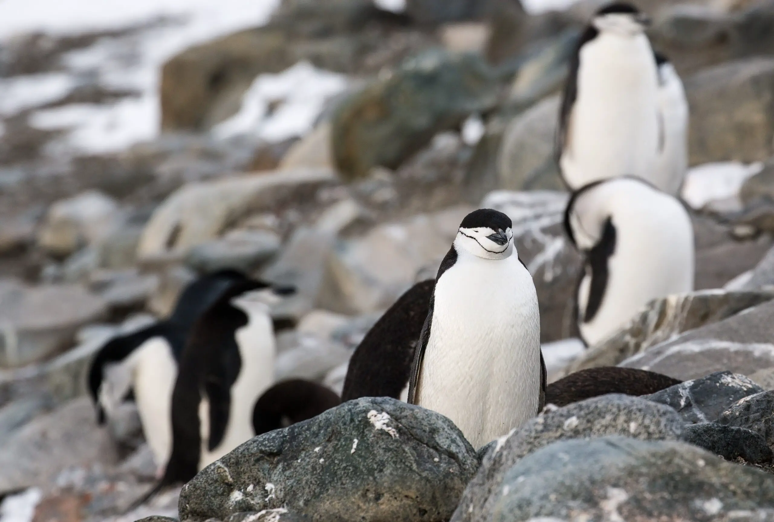 Los pingüinos de barbijo se duermen más de 10.000 veces al día y su microsueño dura unos 4 segundos.