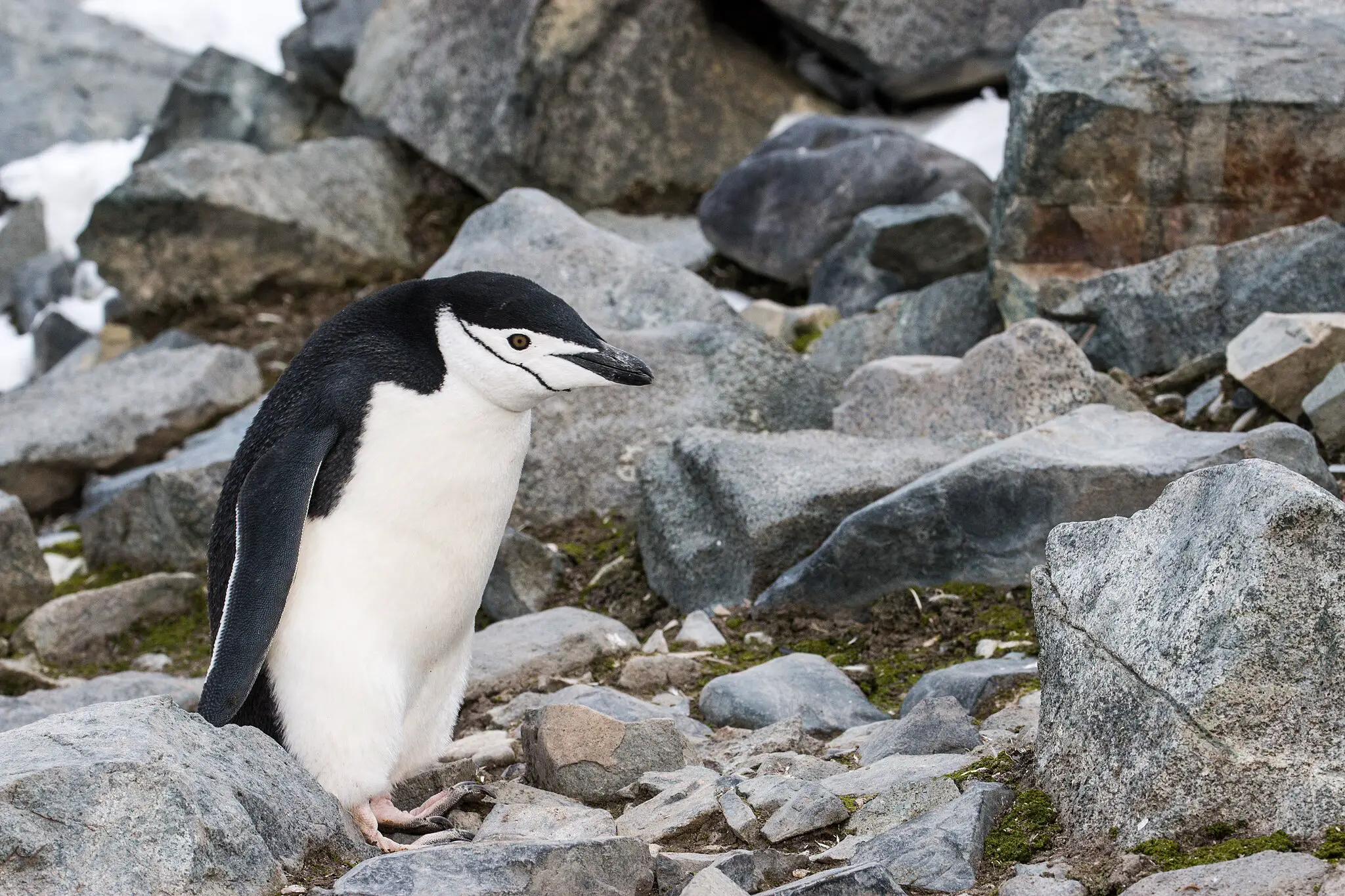 Los pingüinos de barbijo se duermen más de 10.000 veces al día y su microsueño dura unos 4 segundos.