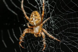Las arañas crean "música" a través de las vibraciones de su telaraña -Revista Interesante