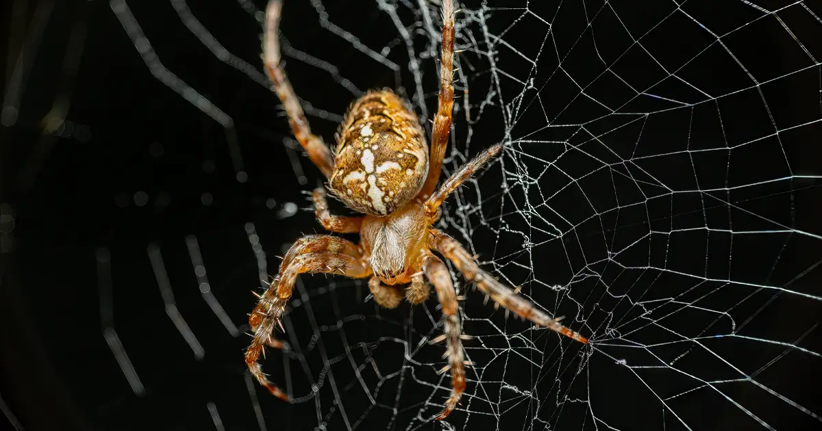 Las arañas crean "música" a través de las vibraciones de su telaraña -Revista Interesante