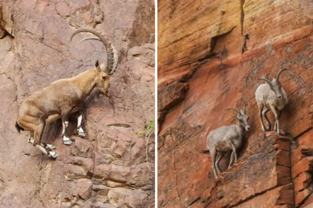 Cómo las cabras alpinas logran saltar acantilados y no caerse -Revista Interesante